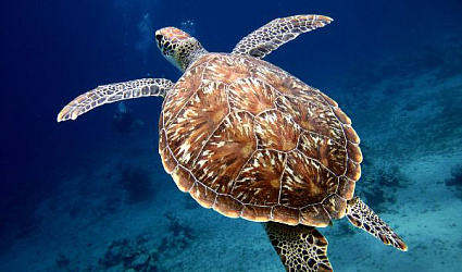 «Вода России» поздравляет со Всемирным днем морской черепахи!